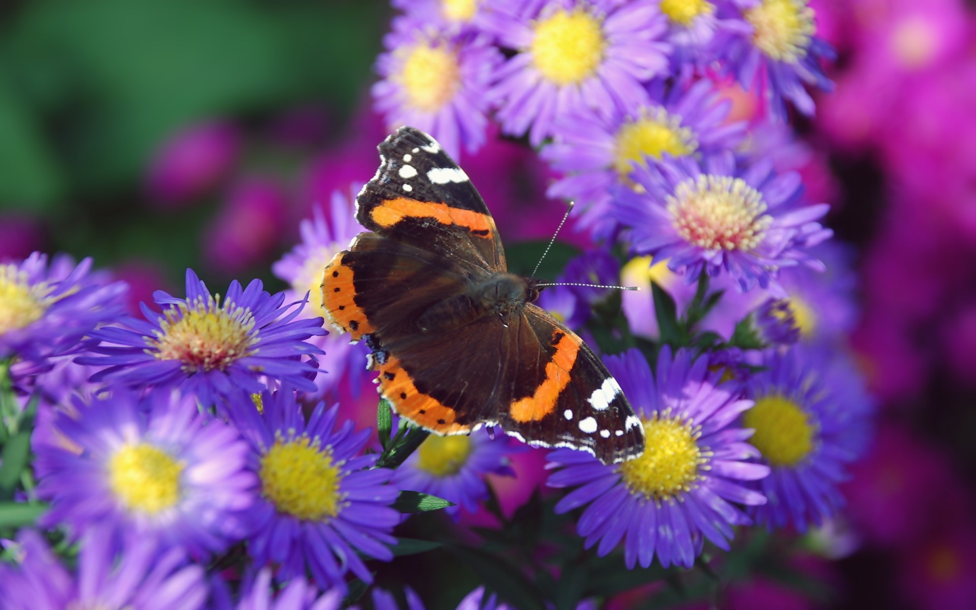 Engaging with nature to unlock our creative potential